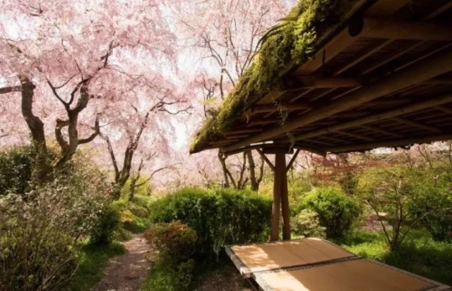 2018第一树樱花已开!2月底更新今年日本赏樱