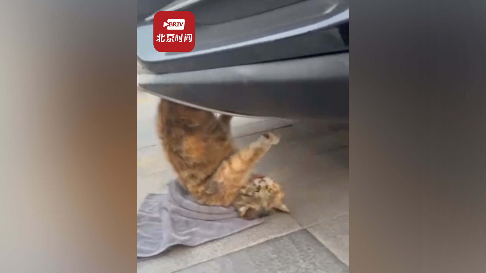 小猫头朝下挂在车底 男子狂追几百米拦停：一条小生命，要争取救下它