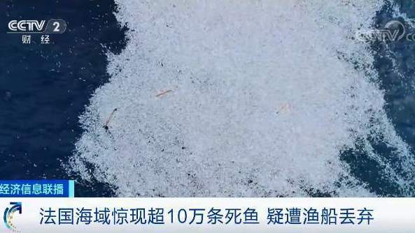 令人震惊!法国海域惊现超10万条死鱼!或是故意丢弃? 令人震惊!法国海域惊现超10万条死鱼!或是故意丢弃?