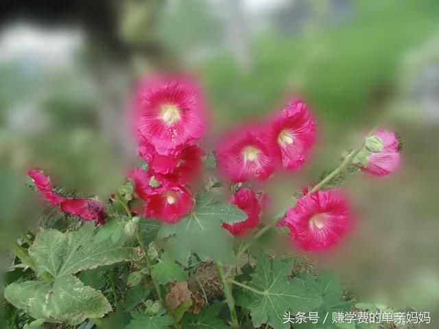 五一小长假,成都旅游景点的数据盘点