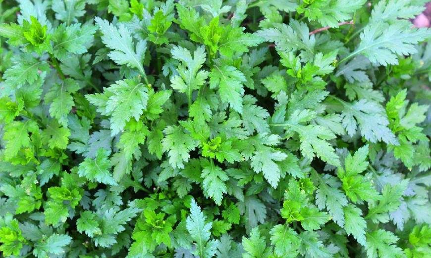 菊花脑每100克热量为大卡,味辛,菊花脑为菊科菊属草本野菊花的近缘