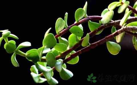 马齿苋能治白头发吗