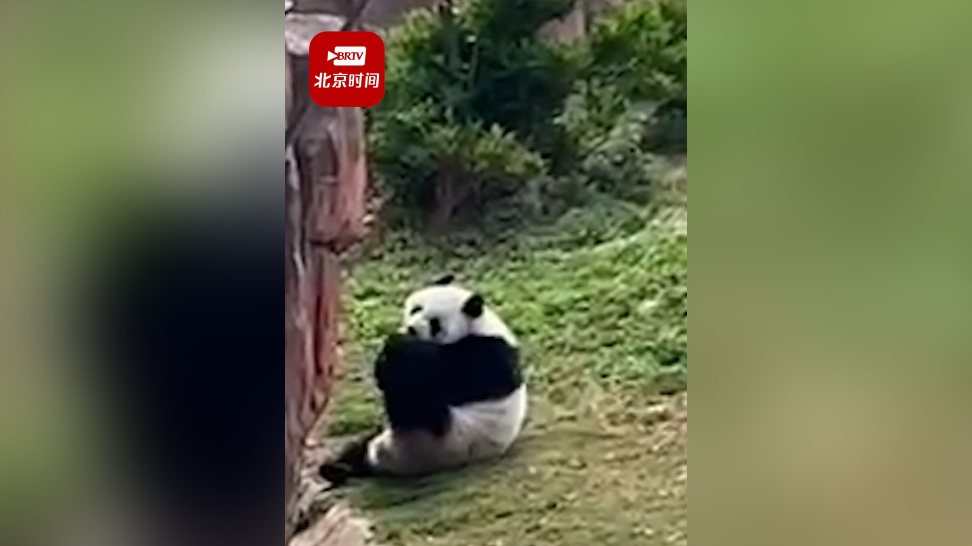 动物园回应游客给大熊猫震生投喂可乐：可乐瓶是小朋友不小心掉落的