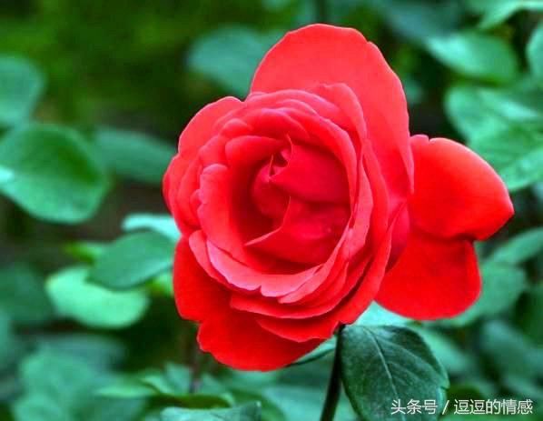 我们要做成熟智慧但不圆滑世故的人