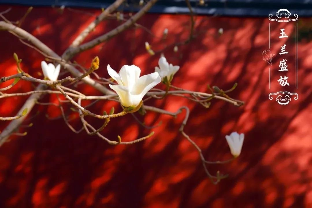 不负京华好春光：长安街上的“玉兰盛景”