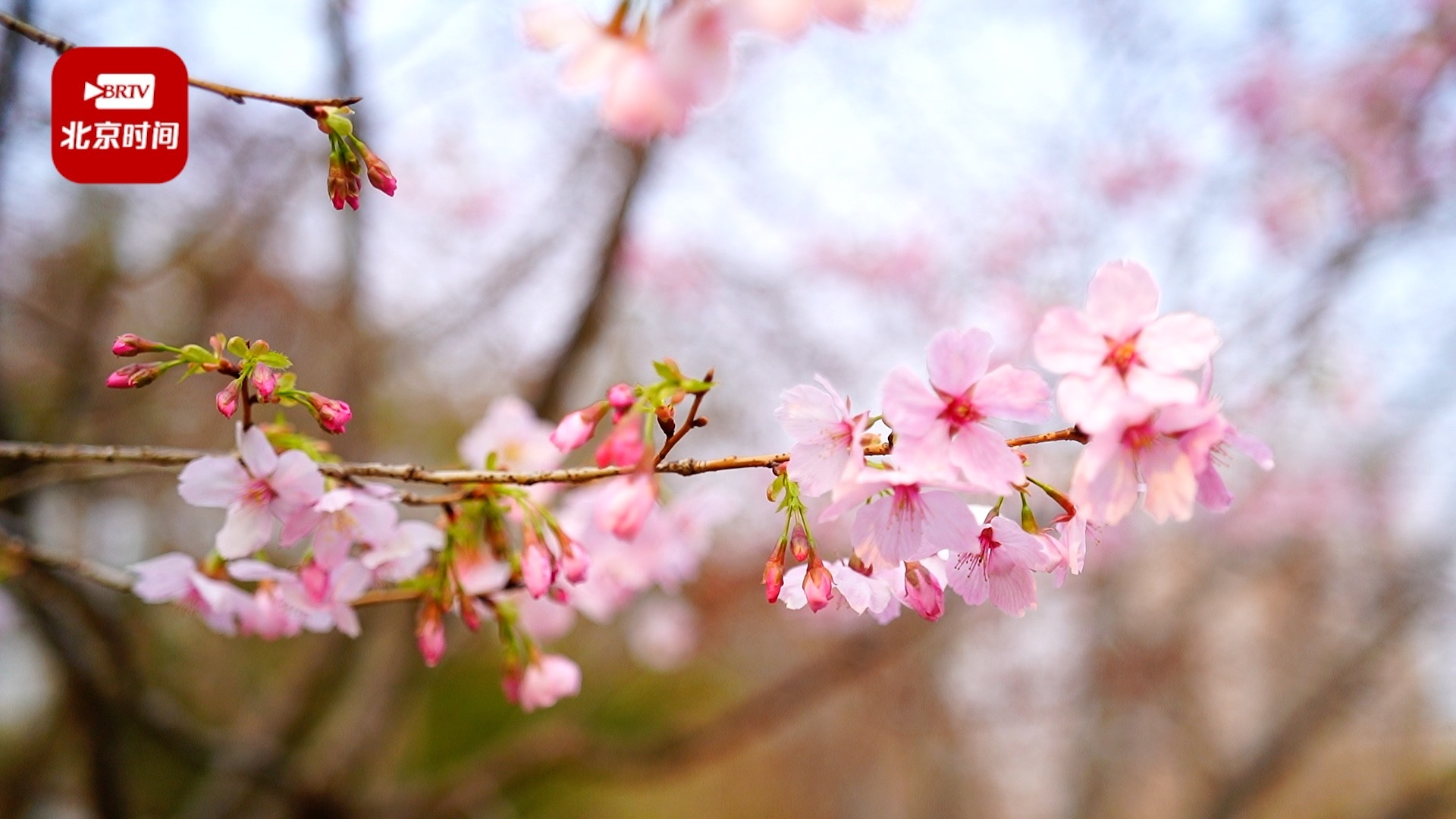 早樱报春！北京玉渊潭樱花提前一周绽放 淡粉花朵挂满枝头娇艳欲滴