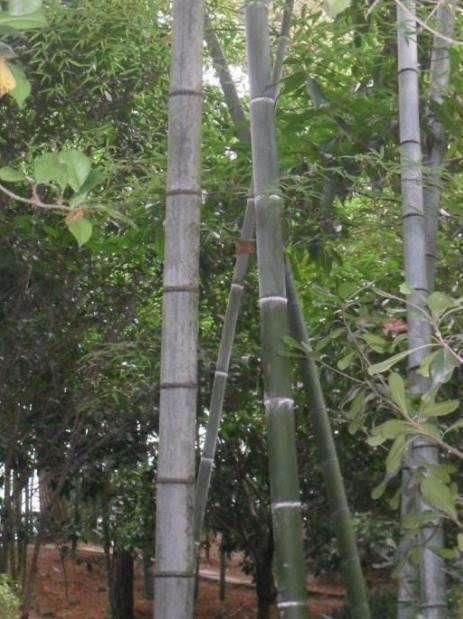 一根竹子6米 如何将它变成12米?小伙机智回答