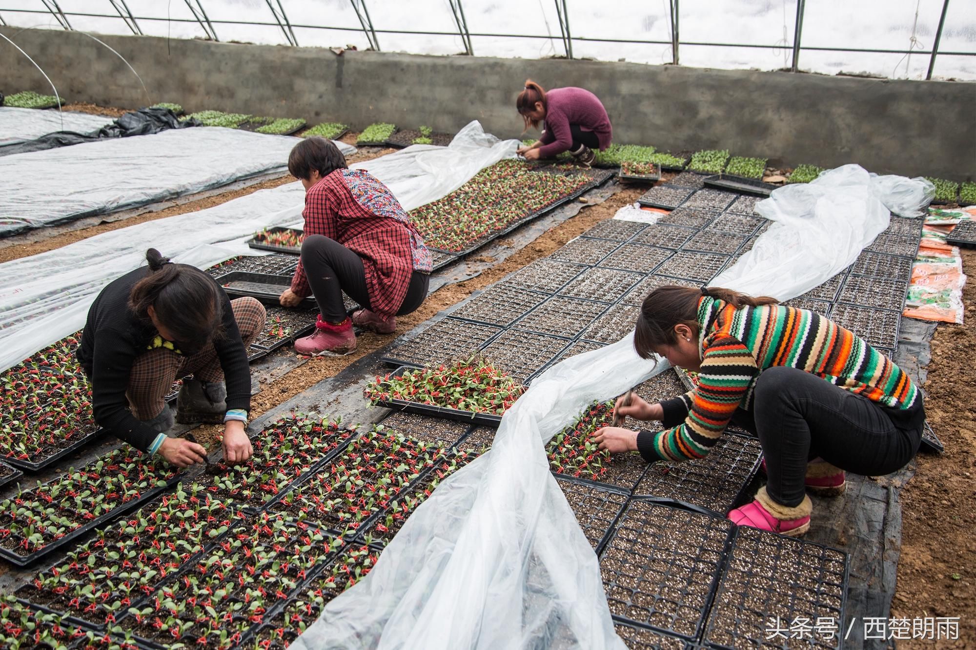 土豪!农村大叔将西瓜种在南瓜上,俩月收入70万