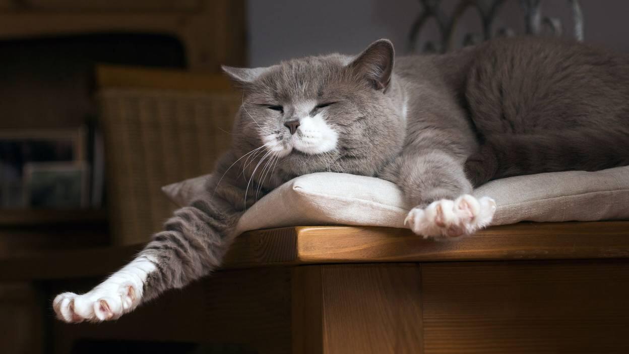 懒癌会传染?研究证实懒惰与周围环境有关