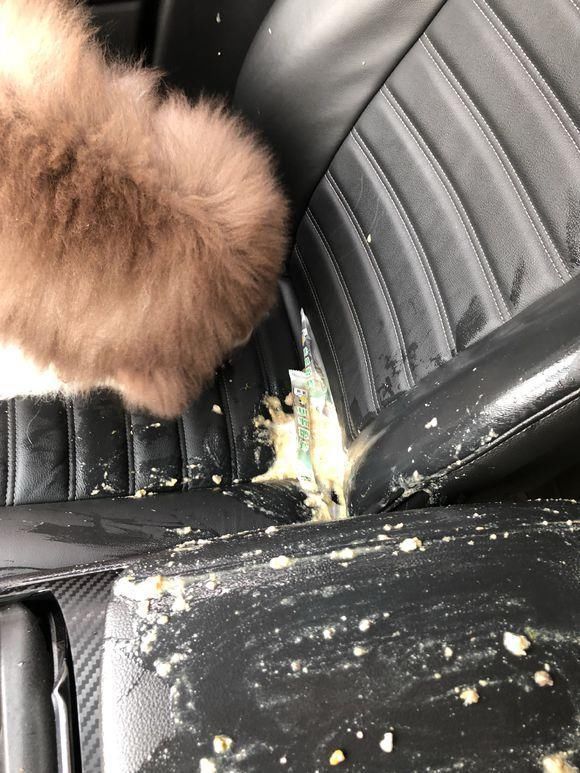 开车带阿拉斯加出去玩,车后座传来一股异味,主人回头一看