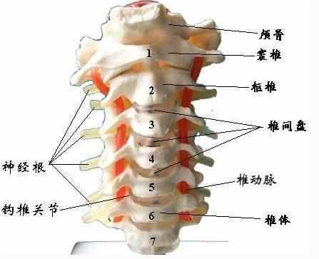 颈椎曲度变直, 还担心自己的颈椎疼痛、头晕, 这