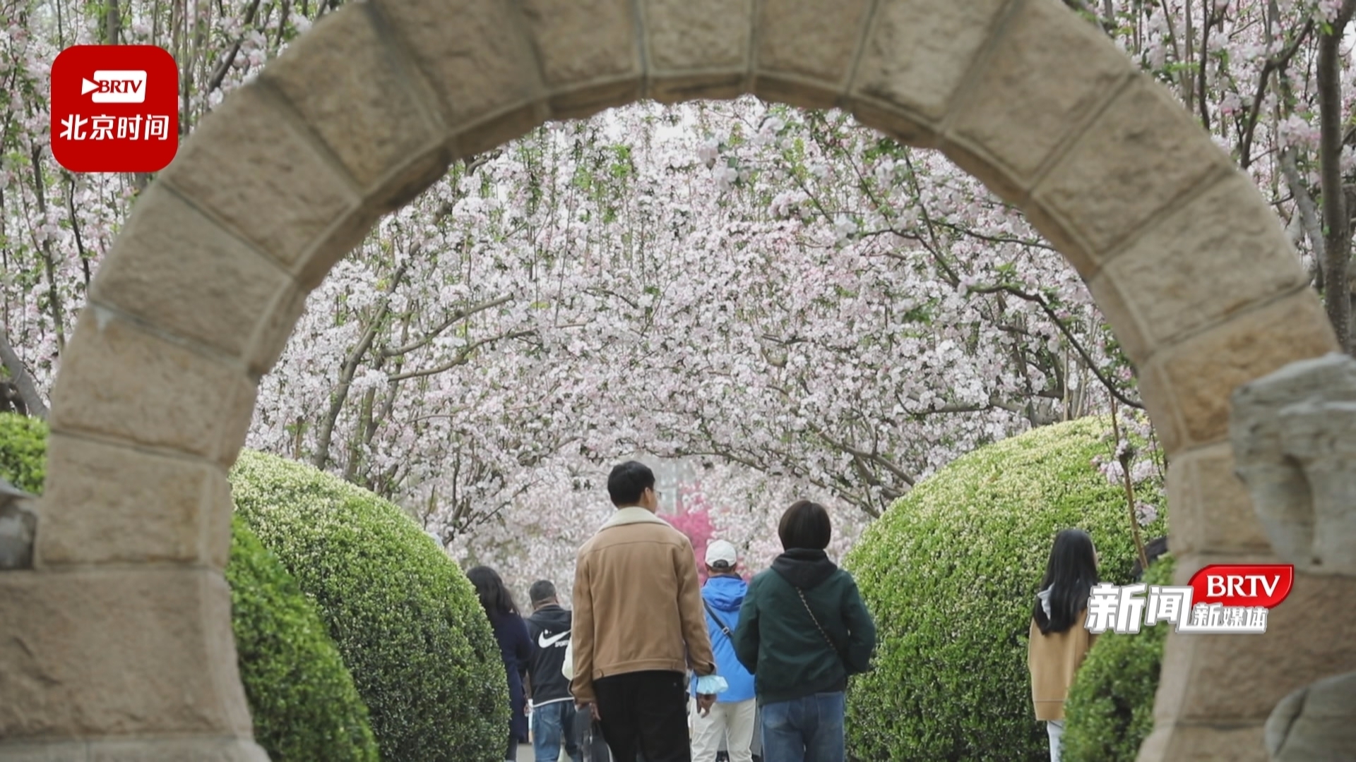 周末好去处 | 陶然亭公园邀您共赴一场海棠盛宴! 周末好去处 | 陶然亭公园邀您共赴一场海棠盛宴!
