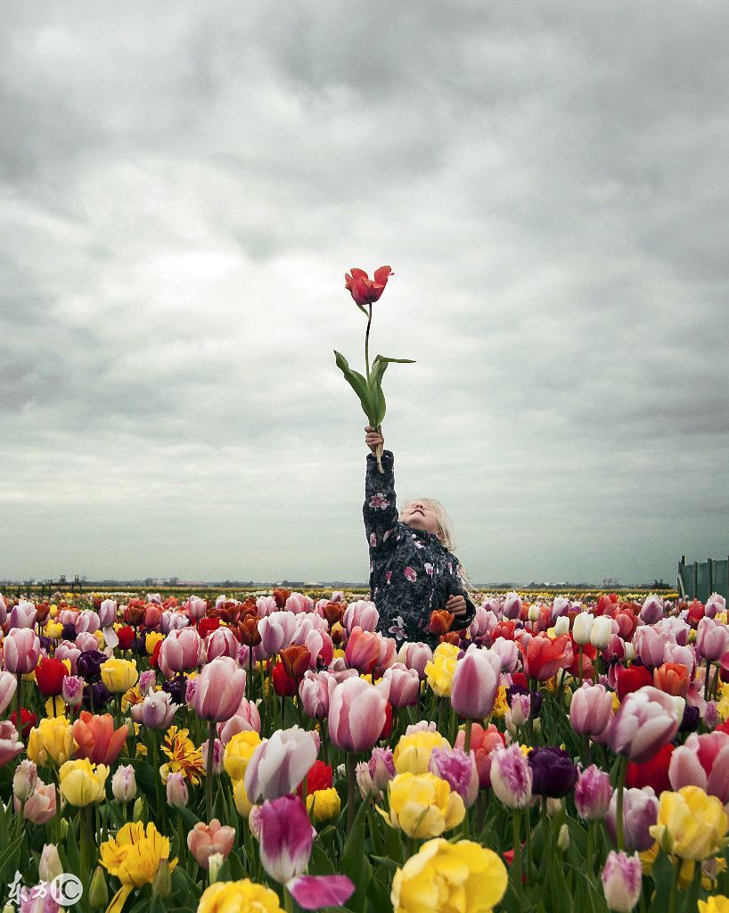 关于荷兰郁金香的美丽传说:浪漫国度的象征,梦