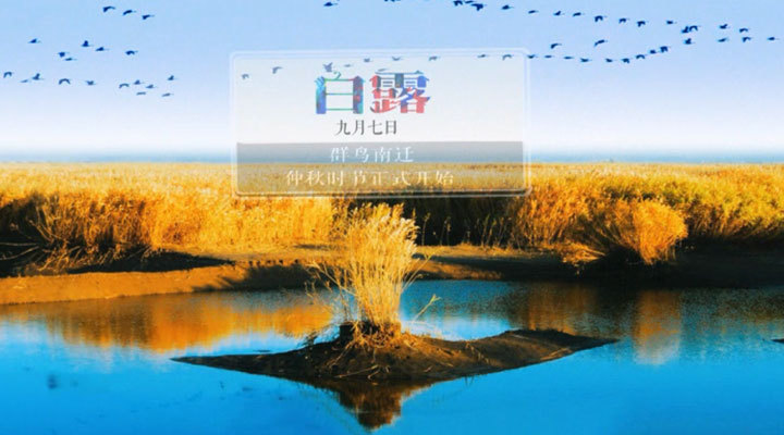 节气宣传ID- 今日白露 节气宣传ID- 今日白露