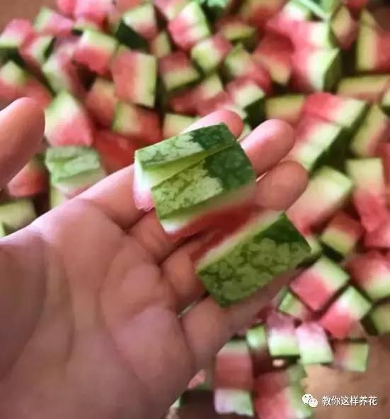 西瓜皮吃完就扔?太可惜,用来养栀子茉莉花,一