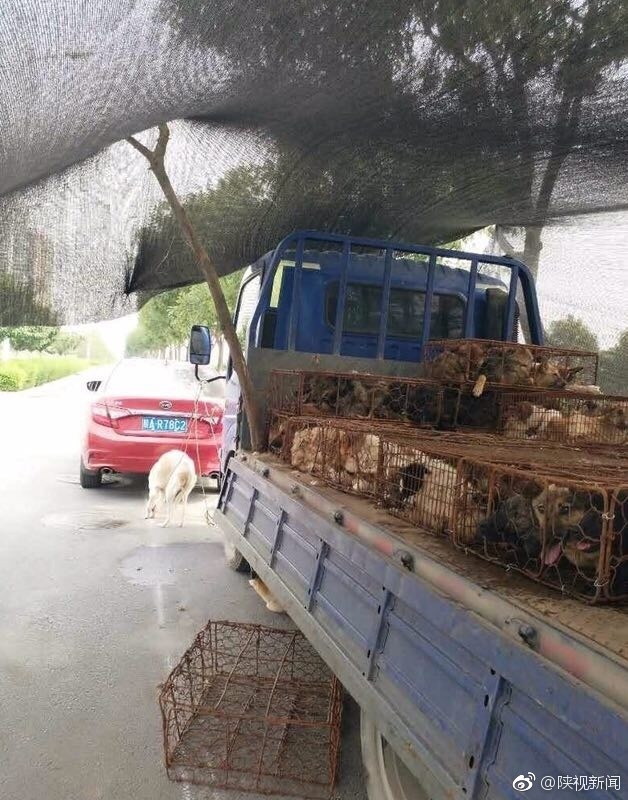 拉狗货车遭被爱狗人士拦截 双方僵持48小时