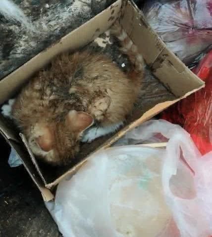 网友亲眼看见路人把小橘猫扔进垃圾桶里,走近一看让人心痛不已
