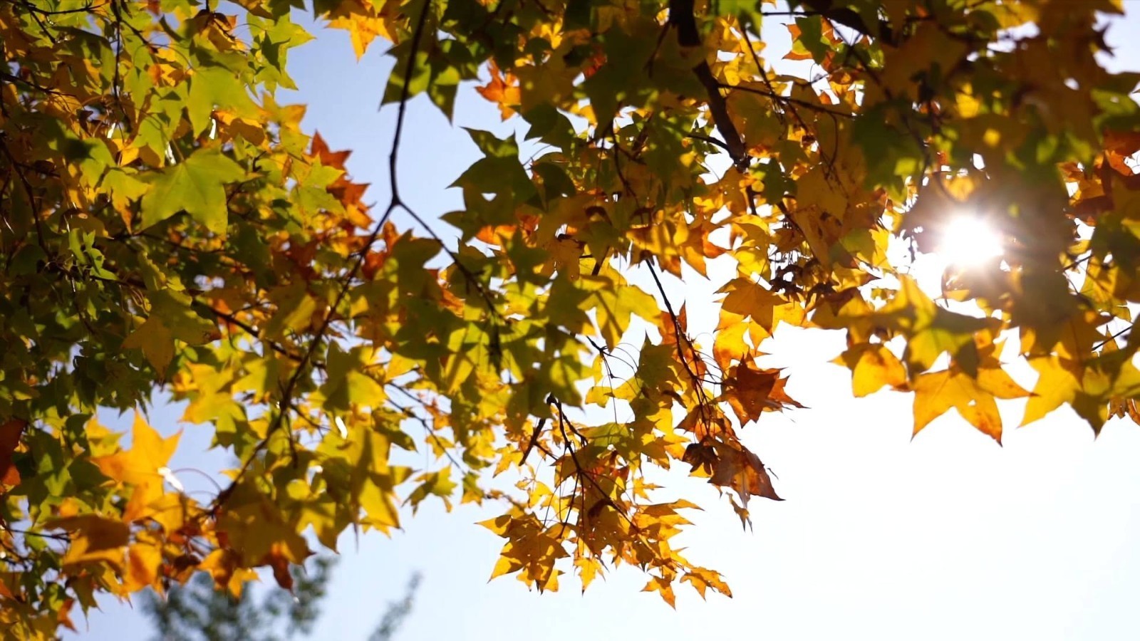 世园公园现秋日美景京郊乐享 红叶生态文化节 雪花新闻