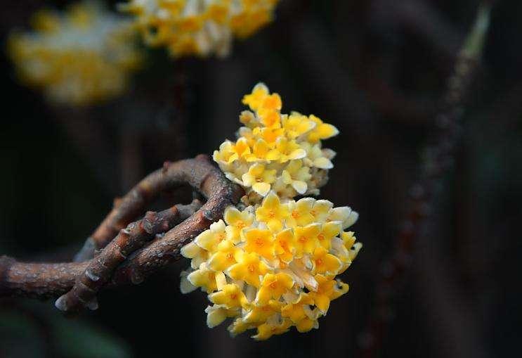 盘点那些先开花后长叶子的植物,你知道几个?