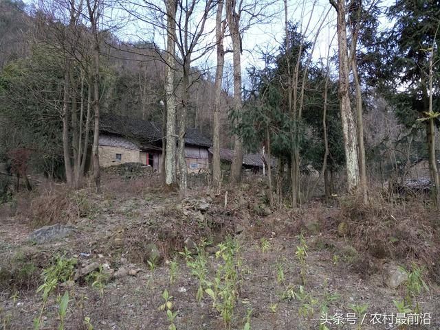 这个寨子再穷也不搬出去,原来和这野外小小的水池有关!