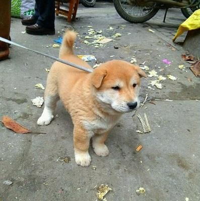 极品土狗,比那些外来宠物狗要珍贵多了!-北京时间