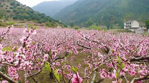 回归乡土文化 做强美丽经济 看仙居怎样振兴乡村