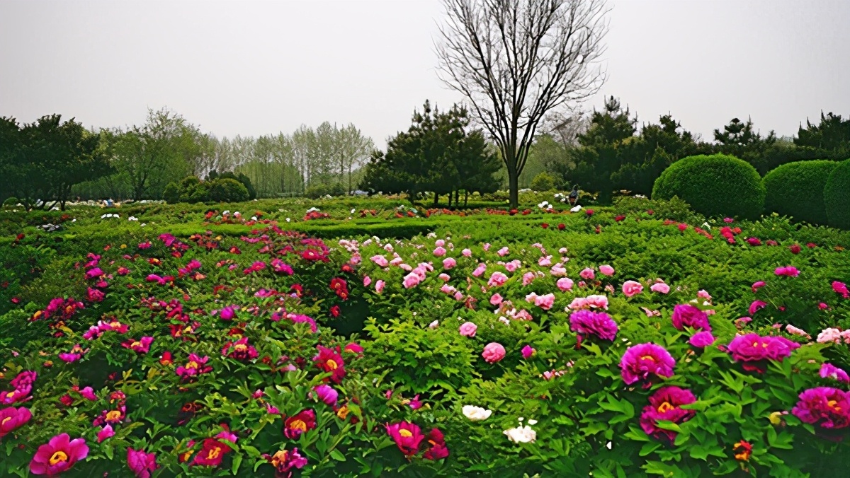 龍池牡丹王封 最美牡丹花海 的盛宴世界牡丹大會將開幕 雪花新闻 龍池牡丹王封 最美牡丹花海 的盛宴世界牡丹大會將開幕 雪花新闻