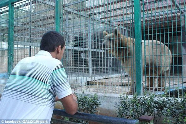 巴勒斯坦9岁男童动物园喂熊被咬断胳膊