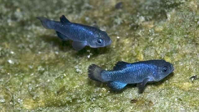 活化石鱼!与世隔绝6万年,全球仅存30尾,曾有人杀1尾遭全美通缉