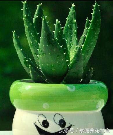 芦荟烂根不要怕,处理方法很简单,一个月后生机