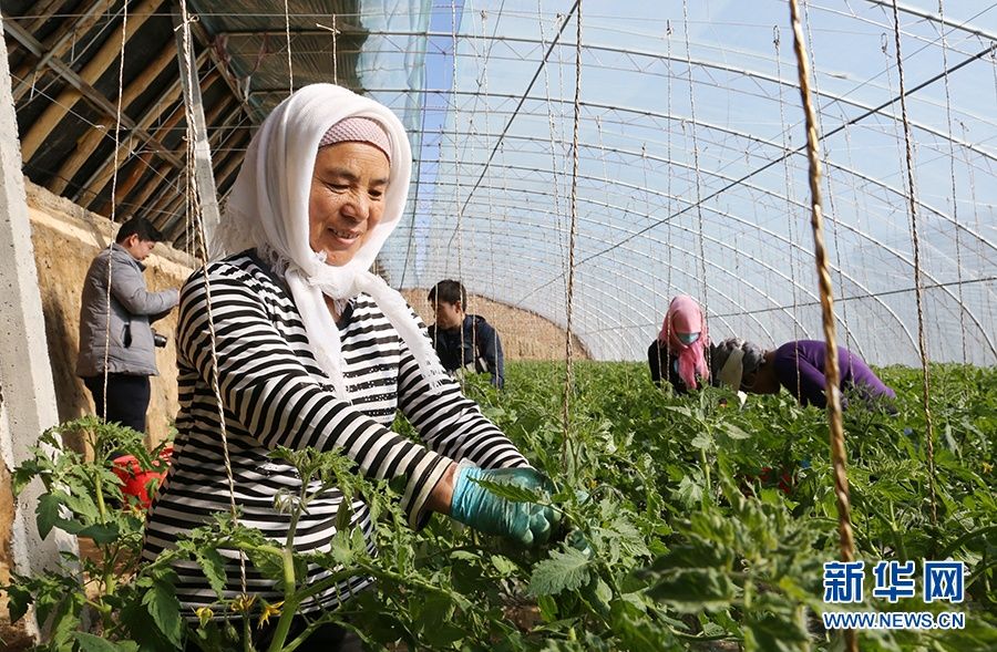 宁夏兴源村:移民村里致富忙