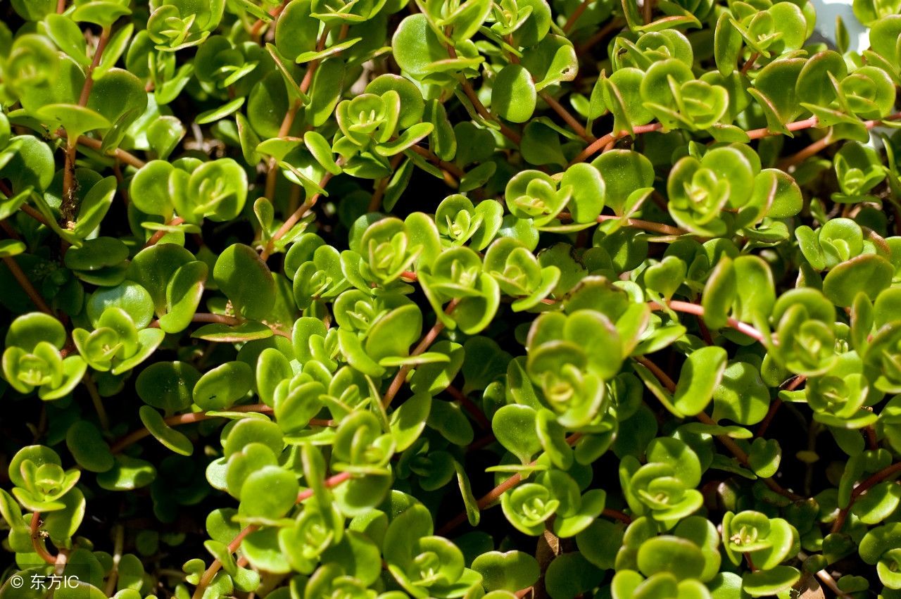 野菜都是宝:夏季凉拌马齿苋,排毒清热通肠道