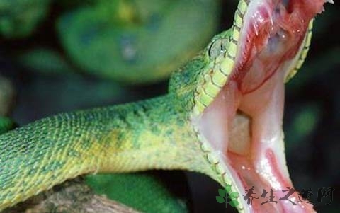 野外被蛇咬伤如何处理