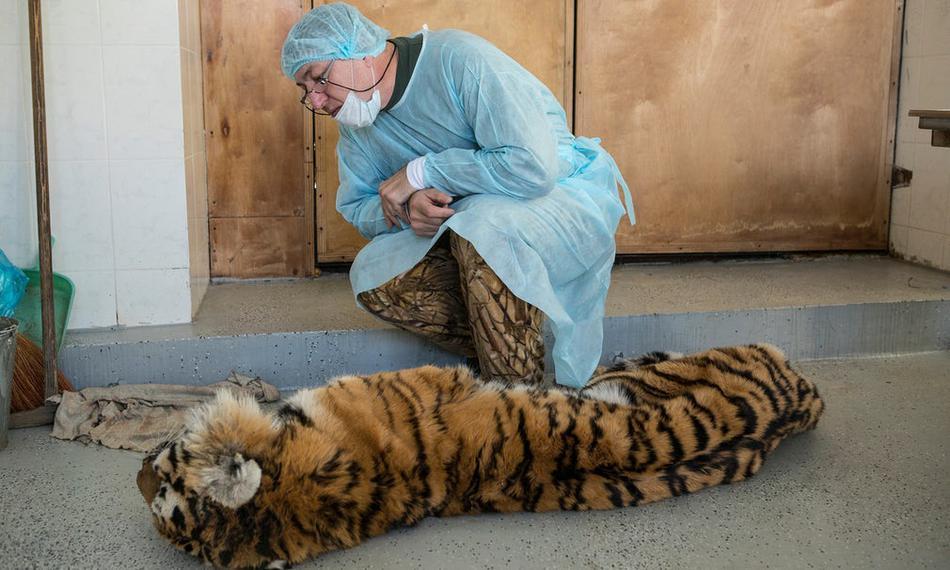 東北虎為逃脫獵人圈套自斷爪子卻不幸餓死