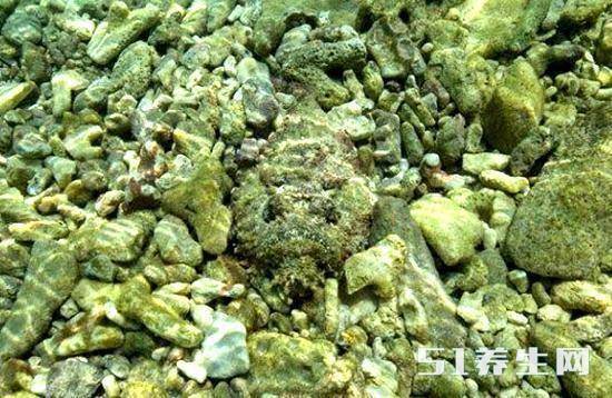 【石头鱼】石头鱼的色彩很丰厚，如果是赤色的珊瑚就会呈现赤色的石头鱼，这是一种毒性很强的鱼，超会假装，如果人类一不小心踩到它，被它的毒刺刺入，那么哼哼，会痛到死去。但是呢，再怎么会假装，仍是会被人类抓去做成鱼汤，听说石头鱼汤喝过之后会很high，不知道是不是毒性的联系。