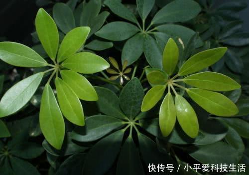 别再用臭淘米水浇花了,试试这种水!根部沾上就