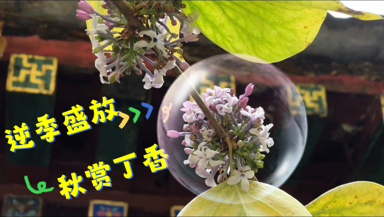 “逆季盛放 秋赏丁香” 没想到，这个季节丁香花开了～