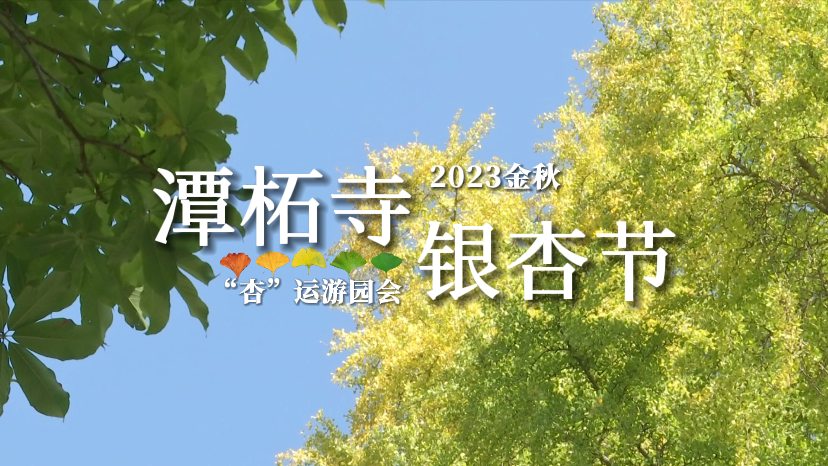 潭柘寺2023金秋银杏节 Temple Walk 杏“运”游园会