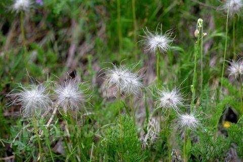 私处瘙痒、热毒血痢、男子疝气,这个满头白发