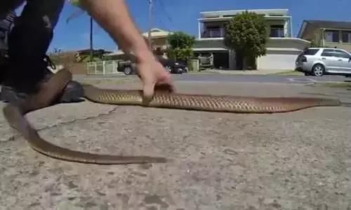 盘点世界上令人毛骨悚然的10大超级毒王!排名