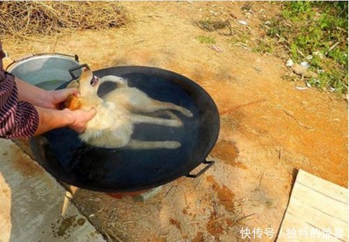 老大爷烧开水,直接把活狗丢进开水,路人看见直骂太残忍