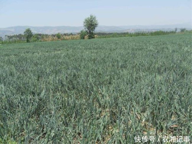 农民不种大蒜种植洋蒜,亩产12000斤