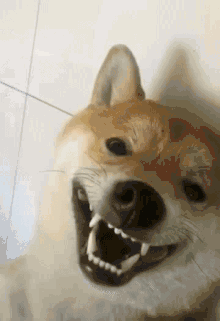 哎呦铲屎的摸得我好安逸