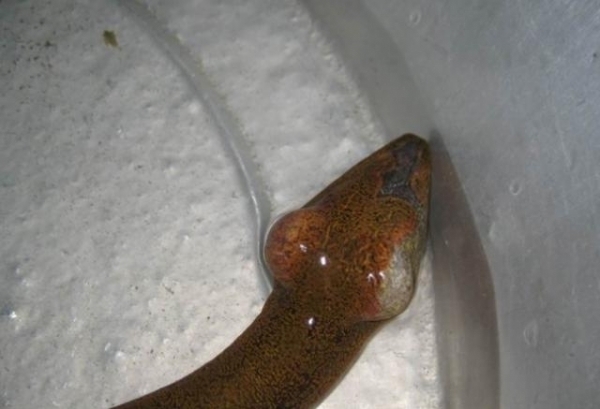 男子月圆之夜钓到