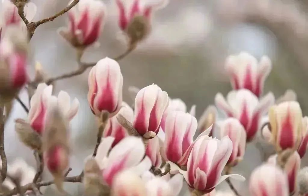 玉兰花开香飘京城,寻芳赏春正当时!_北京时间