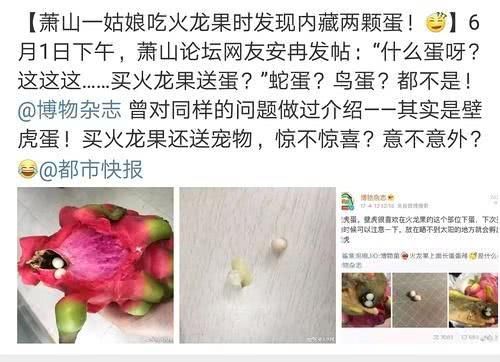 女子吃火龙果吃出条蛇!这些关于火龙果的冷知