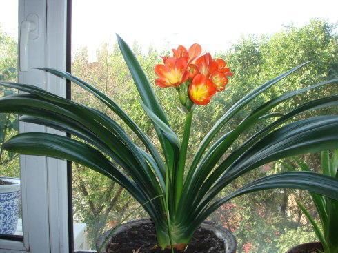 放一些啤酒在养花中的妙用,让花卉更加油绿光