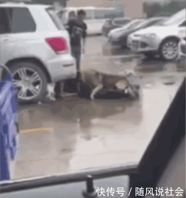 广东男司机遭遇碰瓷, 一气之下放出狼狗撕咬碰