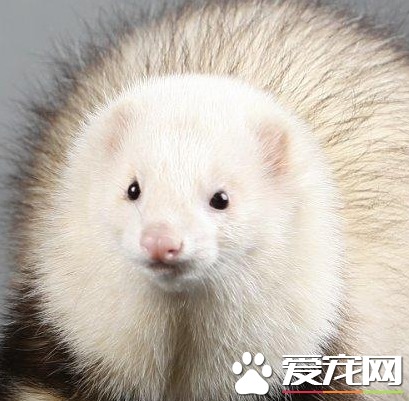 宠物貂多少钱一只 价格从1000至20000不等