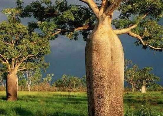 世界上储水量最大的树,产于南美洲巴西高原的